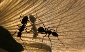 Penzionerka pojela zaraženog mrava, simptomi se pojavljuju tek nakon par godina